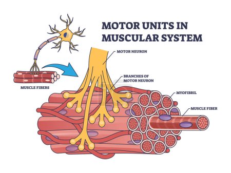 Motorische Einheiten im Muskelsystem mit Fasern Neuron Anatomie Skizze. Beschriftetes medizinisches Bildungsschema mit Myofibrille und Muskelfaser-Nahaufnahme-Vektorillustration. Funktionseinschränkung der Nerven