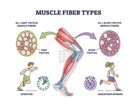 Illustration for Muscle fiber types with fast and slow twitch fibers anatomy outline diagram. Labeled educational medical scheme with muscular cross section for sprinter and marathon runners vector illustration. - Royalty Free Image