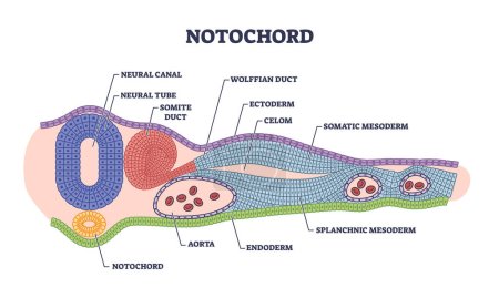 Illustration for Notochord as cartilaginous skeletal rod with structure outline diagram. Labeled educational biology scheme with inner parts of chordate organism development stage formation vector illustration. - Royalty Free Image