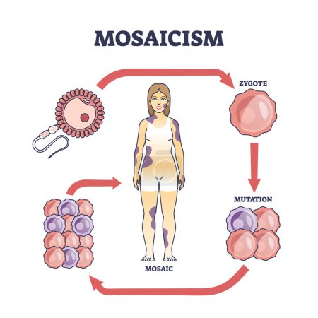 Mosaicismo como condición genética médica con conjuntos celulares diagrama de contorno de defectos. Esquema educativo etiquetado con etapas de desarrollo embrionario error y cigoto mutación incorrecta vector ilustración.