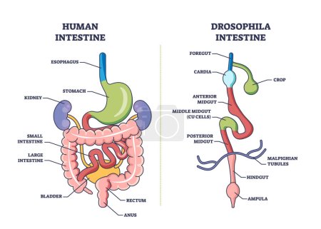 Drosophila digestive tract with anatomical gut sections outline diagram. Labeled educational scheme with fruit flies inner anatomy comparison with human intestine system vector illustration.