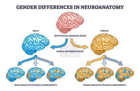 Différences entre les sexes graphiques en neuroanatomie avec diagramme de contour du cerveau féminin et masculin. Schéma éducatif étiqueté avec d'autres composants sexuels comme traitement de l'information influence illustration vectorielle.