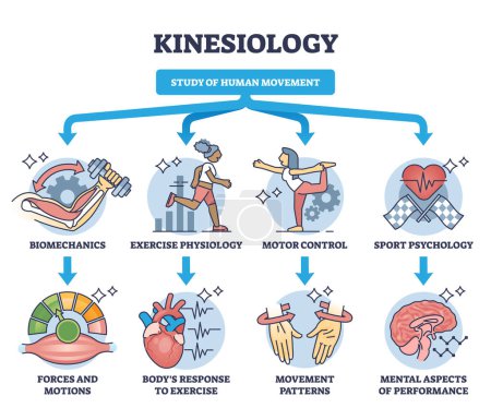 Kinesiologie als Studie der menschlichen Bewegung und Bewegungsaktivität skizzieren Diagramm. Bezeichnetes Bildungsschema mit medizinischer Abteilung für Biomechanik, Bewegungsphysiologie oder motorische Vektorabbildung
