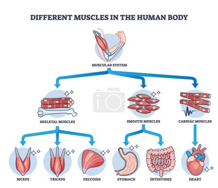 Different muscles in human body and muscular classification outline diagram. Labeled educational physiological parts scheme with anatomic skeletal, smooth and cardiac division vector illustration.