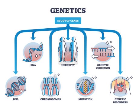 Ilustración de Las áreas de estudio dentro de los campos de genética y aprendizaje de genes esbozan el diagrama. Esquema educativo etiquetado con ARN, ADN, cromosomas, herencia y variaciones genéticas temas de investigación ilustración vectorial. - Imagen libre de derechos