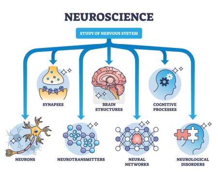Neuroscience as study of nervous system medical division outline diagram. Labeled educational field scheme with synapses, brain structures, cognitive process and neurotransmitters vector illustration