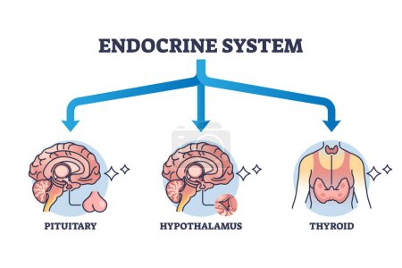 Illustration for Three main parts of endocrine system with major glands outline diagram. Labeled educational pituitary, hypothalamus or thyroid hormone organs and anatomical endocrinology division vector illustration - Royalty Free Image