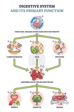 Ilustración de Sistema digestivo y su función primaria para el diagrama de contorno del metabolismo. Explicación del proceso educativo etiquetado con ruptura de alimentos a los nutrientes y suministro del cuerpo con ilustración de vectores de energía. - Imagen libre de derechos