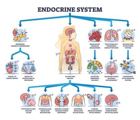 Ilustración de Sistema endocrino con glándulas corporales y funciones de órganos diagrama de contorno. Esquema educativo etiquetado con la hipófisis, la tiroides y el páncreas proceso vector ilustración. Hormonas gástricas equilibrio. - Imagen libre de derechos