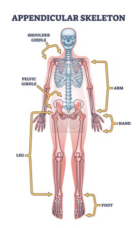 Blinddarmskelett mit Skelettteilen des menschlichen Körpers umreißen das Diagramm. Beschriftetes Bildungsschema mit Schulter- und Beckengürtel, medizinischer Vektorveranschaulichung für Arm, Hand, Bein und Fuß.