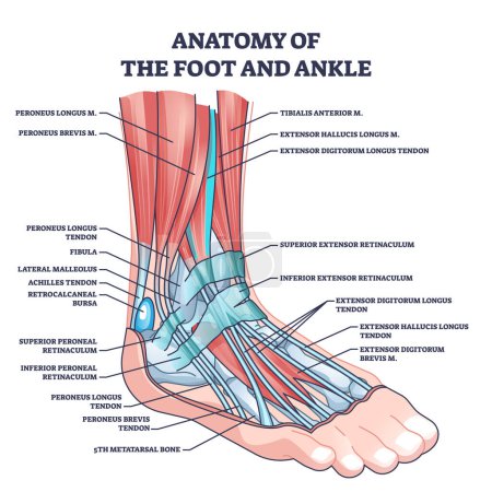 Illustration for Anatomy of foot and ankle with labeled medical location outline diagram. Labeled educational scheme with skeletal bones and muscles in latin names vector illustration. Biology and medicine study. - Royalty Free Image