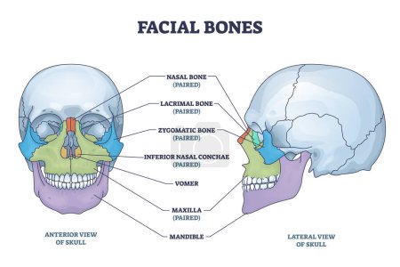 Illustration for Facial bones with anterior and lateral view of human skull outline diagram. Skeletal anatomy with labeled educational medical scheme vector illustration. Nasal, lacrimal and zygomatic face parts. - Royalty Free Image