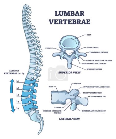 Ilustración de Vértebras lumbares parte de la columna vertebral y estructura anatómica esquema diagrama. Esquema médico educativo etiquetado con vista superior, lateral y lateral de la columna vertebral y el sistema esquelético vector ilustración. - Imagen libre de derechos