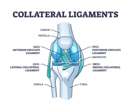 Illustration for Collateral ligaments with knee anatomical skeletal structure outline diagram. Labeled educational joint part description with anterior and posterior cruciate ligament vector illustration. Leg anatomy - Royalty Free Image