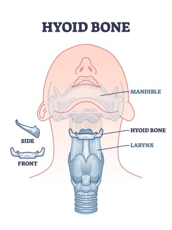 Illustration for Hyoid bone with skeletal neck and chin parts bone anatomy outline diagram. Labeled educational facial scheme with mandible, hyoid and larynx location vector illustration. Isolated side or front bones - Royalty Free Image