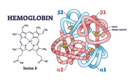 Estructura química de hemoglobina con cadena de polipéptidos y diagrama de esquema de grupo hemo. Esquema educativo etiquetado con primer plano científico e ilustración vectorial de partes alfa o beta. Estudio microbiológico