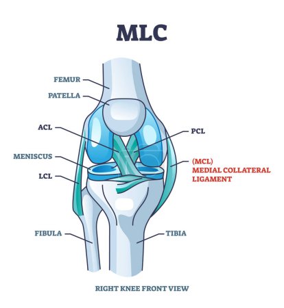 MLC oder mediales Collateral Ligament anatomische Lage im Knieumrissdiagramm. Beschriebenes pädagogisches Bein-Skelett-System mit Knochen und Bändern Vektorillustration. ACL, PCL und LCL medizinische Studie.