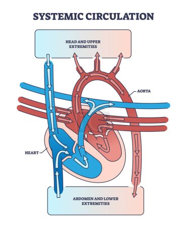 Circulación sistémica con el corazón y el sistema sanguíneo aorta esquema diagrama. Esquema educativo etiquetado con extremidades superiores e inferiores suministra ilustración de vectores de oxígeno. Cardiología y pulmonar.