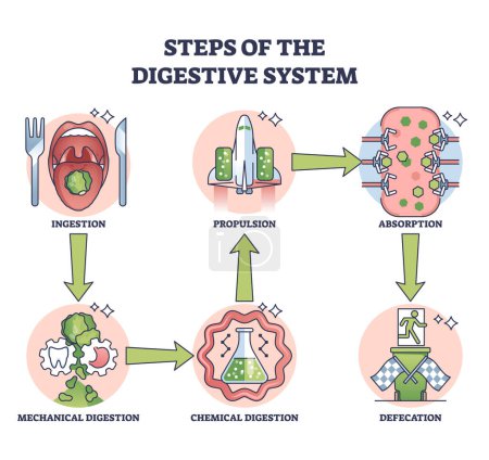 Illustration for Steps of digestive system with gastric food processing outline diagram. Labeled educational scheme with fun explanation for ingestion, propulsion, absorption and defecation stages vector illustration - Royalty Free Image