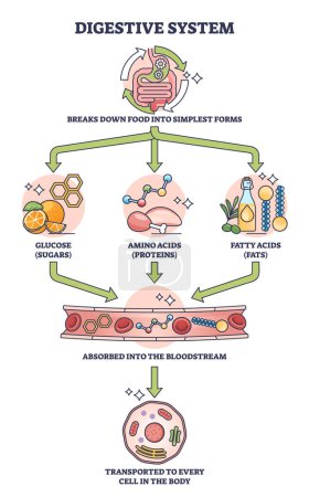 Diagrama del contorno de la explicación del proceso del sistema digestivo simple. Esquema educativo etiquetado con alimentos gástricos degradados a glucosa, aminoácidos y ácidos grasos ilustración vectorial. Sistema de microbiología corporal