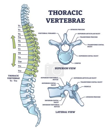 Vértebras torácicas ubicación y descripción de la estructura médica esquema diagrama. Esquema educativo etiquetado con partes anatómicas de la columna vertebral e ilustración detallada de vectores de vista ósea superior o lateral