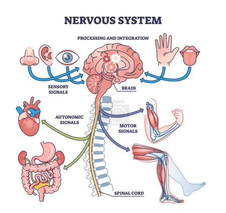 Sistema nervioso con procesamiento de señales cerebrales y diagrama de contorno de integración. Esquema educativo etiquetado con ilustración vectorial de conexión de señales sensoriales, autonómicas y motoras. Médula espinal central.