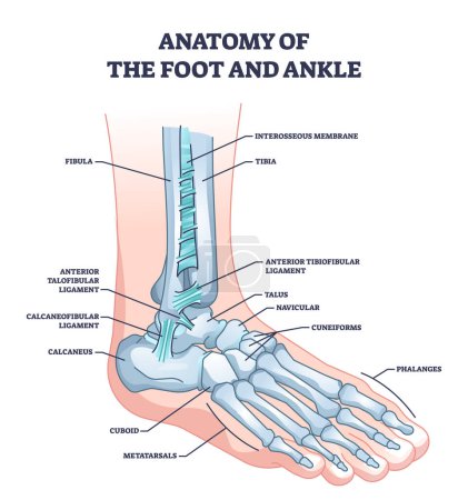 Illustration for Anatomy of foot and ankle with skeletal bone structure outline diagram. Labeled educational scheme with phalanges, tibia, fibula and cuboid location vector illustration. Leg skeleton model with names - Royalty Free Image