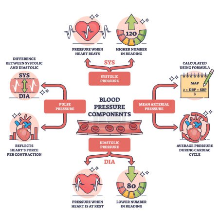 Componentes de la presión arterial y del esquema normal de control de la frecuencia cardíaca. Esquema educativo etiquetado con ilustración de vectores de división arterial de pulso, sistólica, diastólica o media. Salud cardiológica