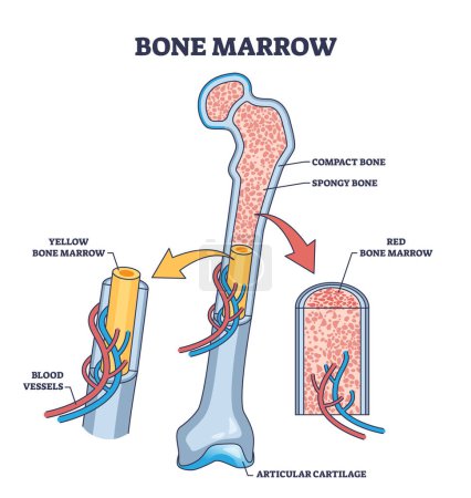 Anatomía de la médula ósea para la producción de glóbulos rojos diagrama de contorno. Esquema educativo etiquetado con estructura esquelética, vasos, ilustración vectorial de ubicación ósea compacta y esponjosa. Modelo médico.