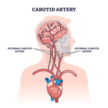 Illustration for Carotid artery as brain blood supply major vessels outline diagram. Labeled educational scheme with medical structure and location on upper chest vector illustration. Head and neck blood flow cycle. - Royalty Free Image