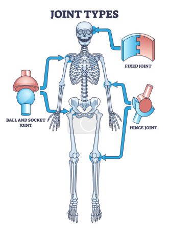 Verbindungstypen mit festen, Scharnier- oder Kugel- und Muffenverbindungen skizzieren das Diagramm. Beschriebenes medizinisches Bildungsschema mit Skelettsystem und Knochenunterstützungsvektorillustration. Einfache anatomische Beispiele.