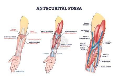 Antecubital fossa anatomie avec la structure de la main humaine schéma de contour. Domaine éducatif marqué de l'illustration vectorielle de transition anatomique du bras et de l'avant-bras. Veines du coude, artères et emplacement des muscles.