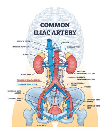 Gemeine Arterie iliac als Aorta in Richtung des Beckens skizzieren Diagramm. Beschriftetes medizinisches Bildungsschema mit Blutfluss-Anatomie und Körperarterien-Vektorillustration. Nieren- und Lebervenen.