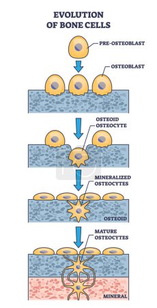 Illustration for Evolution of bone cells with osteogenesis process explanation outline diagram. Labeled educational ossification anatomy with osteoblast stages vector illustration. Mature osteocytes development. - Royalty Free Image