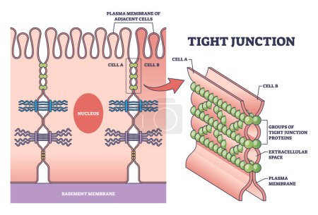 Enge Verbindung als interzelluläre Barriere zwischen Epithelzellen umreißt Diagramm. Beschriftetes Bildungsschema mit mikrobiologischem Proteinstandort zur Trennung von Darmgeweberäumen Vektor-Illustration.
