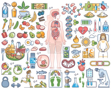 Illustration for Metabolism, digestive system, healthy eating or slimming outline collection set. Nutrition, body mass index for weight control and food products for overweight vector illustration. Balanced food. - Royalty Free Image