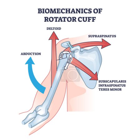 Biomechanics of rotator cuff with anatomical movement types outline diagram. Labeled educational medical scheme with abduction, deltoid and supraspinatus body flexibility options vector illustration.
