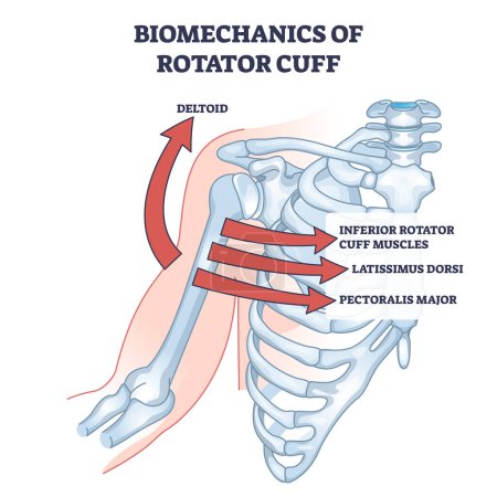 Biomechanics of rotator cuff and skeleton movement anatomy outline diagram. Labeled educational scheme with medical deltoid, inferior muscles and latissimus dorsi posture example vector illustration.