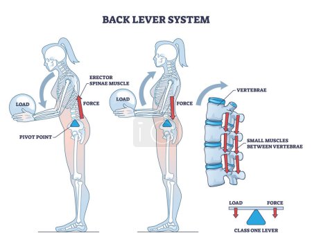 Rückenhebelsystem mit Wirbelknochenbewegung auf Hebel-Skizze. Beschriebene physikalische Grundsätze für menschliche Skelett- oder Muskelarbeit mit Belastung, Kraft und Drehpunkt-Vektor-Illustration
