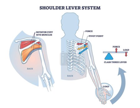 Shoulder lever system for shoulder and upper body movement outline diagram. Labeled educational scheme with rotator cuff sits muscles, force, pivot point or load vector illustration. Medical arm flex