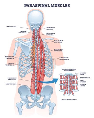 Paraspinale Muskeln als Erektionswirbelsäule oder Rückenmuskulatur skizzieren das Diagramm. Beschriftete pädagogische Wirbelbewegungen und unterstützende anatomische Vektorillustration. Rückenansicht von Wirbelsäule und Oberkörper detailliertes Modell.