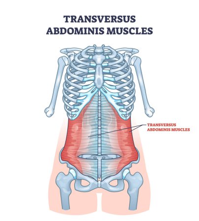 Téléchargez les illustrations : Muscles abdominaux transversus dans le schéma de contour du système musculaire abdominal. Schéma éducatif marqué avec anatomie musculaire de l'estomac et illustration vectorielle de localisation médicale. Vue postérieure du torse. - en licence libre de droit