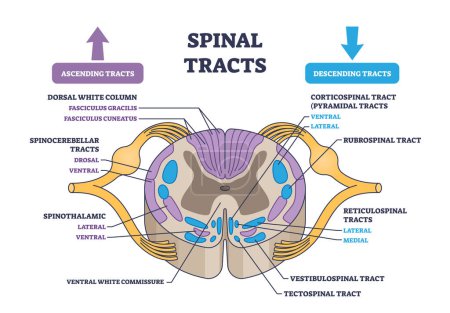 Illustration for Spinal tracts with medical ascending and descending parts outline diagram. Labeled educational scheme with information exchange neural pathways vector illustration. Detailed anatomical explanation. - Royalty Free Image