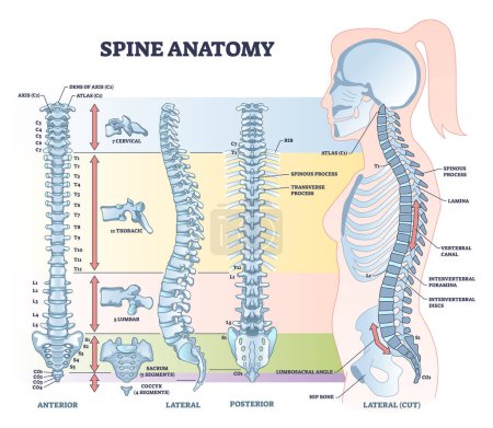 Spine anatomy with detailed back bone medical structure outline diagram. Labeled educational scheme with spinous process, lamina, vertebral canal, thoracic and lumbar body parts vector illustration.
