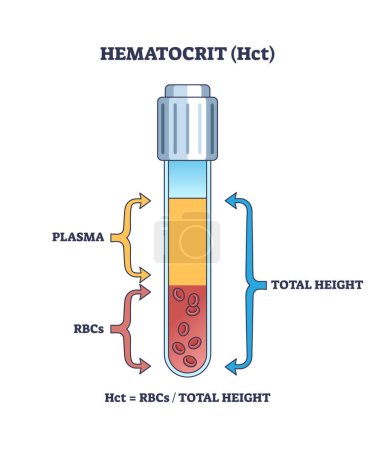 Hematocrit or HCT as red blood cells count in sample test outline diagram. Labeled educational scheme with plasma, total height and RBC components percentage vector illustration. Laboratory diagnosis
