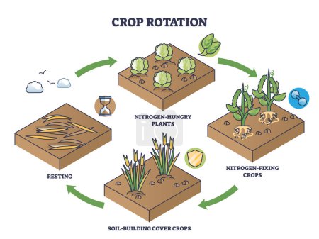Illustration for Crop rotation as sustainable soil fertility and resting cycle outline diagram. Labeled educational scheme with nitrogen hungry or fixing plants for ecological soil sequencing vector illustration. - Royalty Free Image