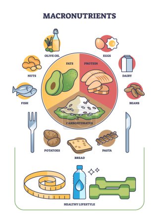 Macronutrients as fats, protein and carbohydrates complex outline diagram. Labeled educational scheme with healthy meal division for dieting and weight loss vector illustration. Lifestyle awareness.