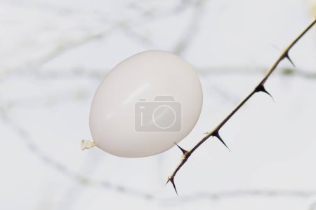 white balloon flying rests on a plant thorn in danger of bursting, abstract concept