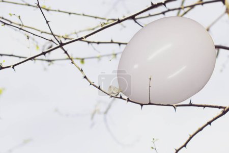 Téléchargez les photos : Ballon blanc coincé dans les branches d'une plante épineuse, concept abstrait - en image libre de droit
