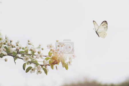 Téléchargez les photos : A white butterfly flies free among the flowering branches of a tree on a spring day - en image libre de droit